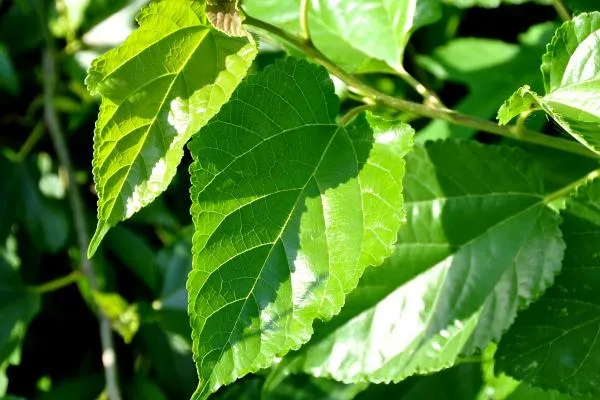 mulberry-leaf-extract1 mulberry-leaf-extract1